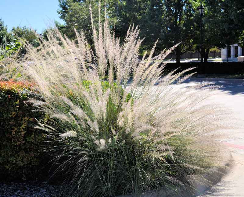 Lindheimer’s Muhly grass with tall, feathery silver plumes growing beside a sidewalk in a sunny landscaped area.