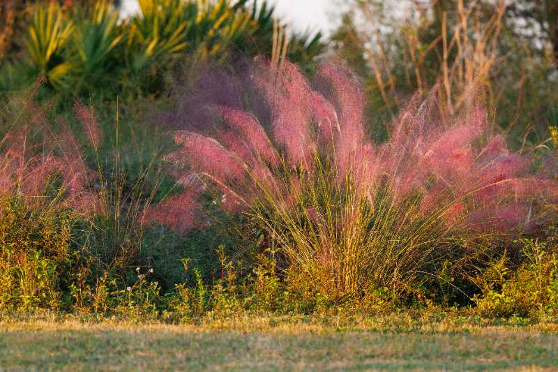 Muhly grass is a pink ornamental grass known for airy plumes, drought tolerance, low maintenance, and beautiful autumn landscape color.