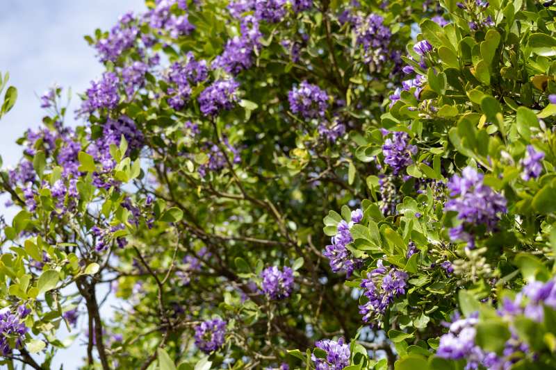 Texas Mountain Laurel tree with glossy green leaves and clusters of purple flowers blooming in bright sunlight against blue sky.