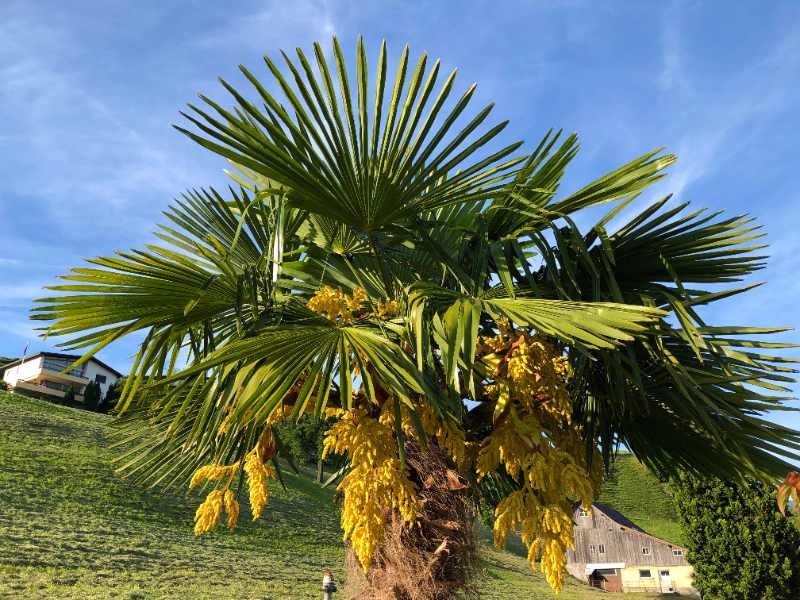 Texas palmetto palm with fan-shaped fronds and yellow flower clusters growing on a sunny grassy hillside.