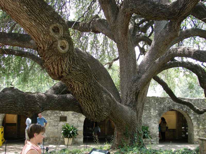 Large Texas Live Oak with massive twisting branches, textured bark, and broad canopy shading a historic stone courtyard.