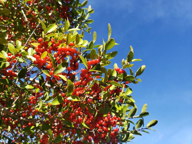 Yaupon holly branches with glossy green leaves and clusters of bright red berries against a clear blue sky.