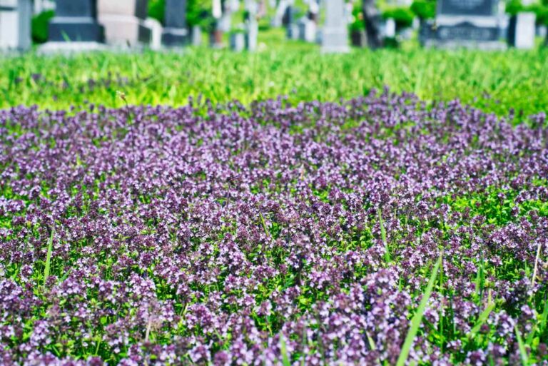Creeping thyme forms a fragrant purple-flowering groundcover, spreading low across lawns, pathways, and garden borders with dense green foliage.