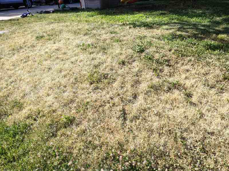 Large patch of dry, dead, brown dormant grass in a yard with green clover and weeds growing around the edges