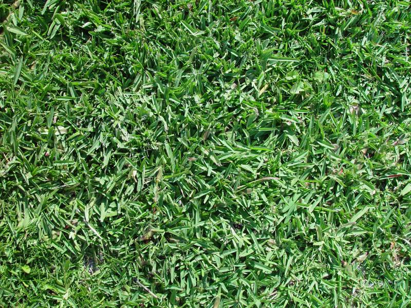 Overhead view of Buffalograss lawn with short, narrow green blades, scattered clover, and a natural uneven turf texture.
