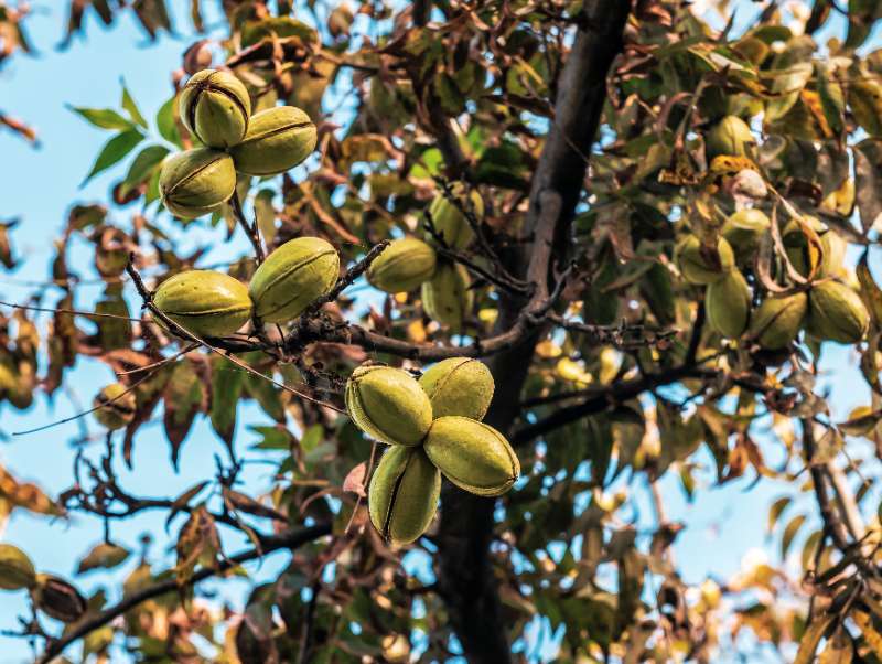 Green pecans grow in clusters on tree branches surrounded by brown leaves and blue sky in a natural outdoor setting.