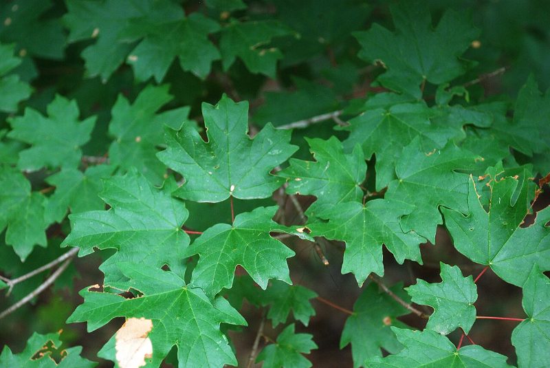 Green maple leaves on thin branches, some with small holes and brown edges, fill the frame in natural light.