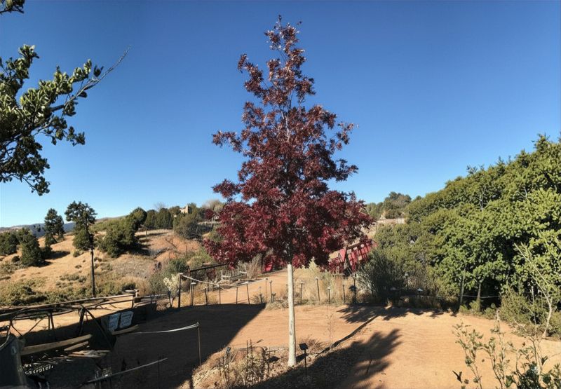 Texas Red Oak tree with red autumn leaves standing in a dry landscape under a clear blue sky.