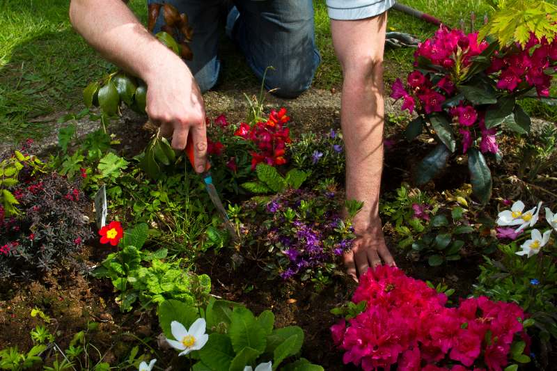 Gardener hand-pulling weeds from a colorful flower bed with blooming red, purple, pink, and white flowers in sunny yard.
