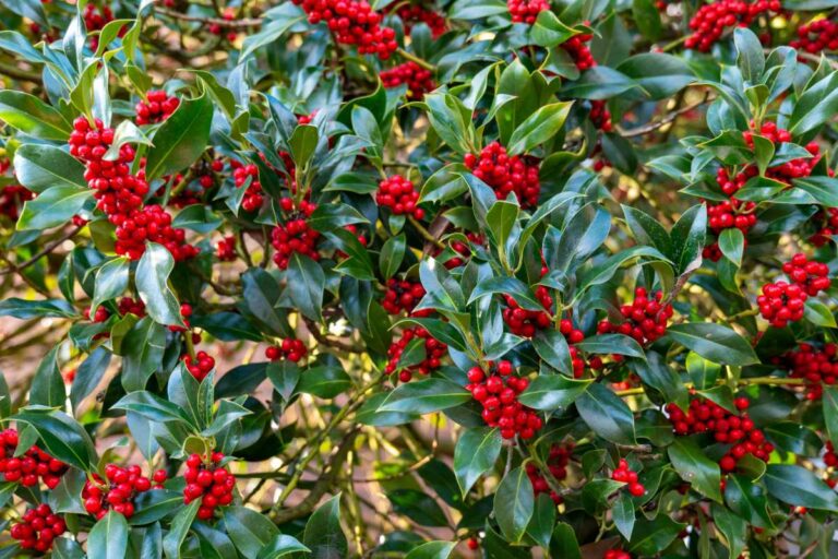 Yaupon Holly tree with glossy green leaves and dense clusters of bright red berries creating vibrant seasonal garden color.
