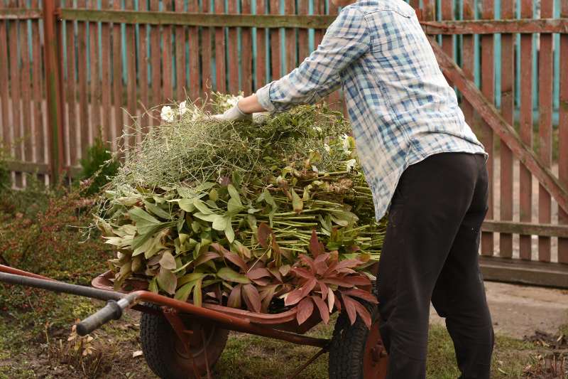 A woman wearing a plaid shirt and gardening gloves loads cut plants and stems onto a red wheelbarrow in a backyard, with a weathered wooden fence in the background during a fall garden cleanup.