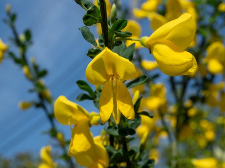A close-up of bright yellow Scotch broom (Cytisus scoparius) flowers blooming along green stems against a clear blue sky.