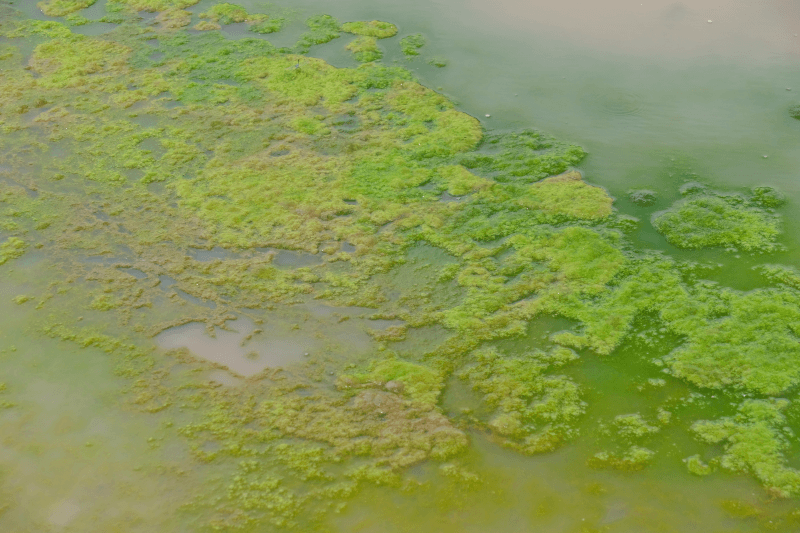 A blue-green toxic algae bloom in a body of water