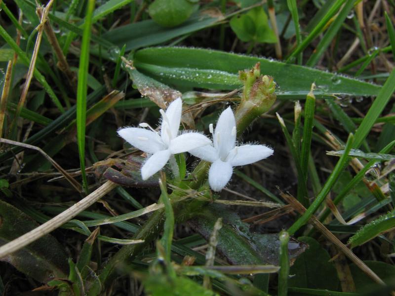A close-up of two small white Virginia buttonweed (Diodia virginiana) flowers with fuzzy petals growing low among wet grass blades and dark green leaves, with water droplets visible on the surrounding foliage after a rain.