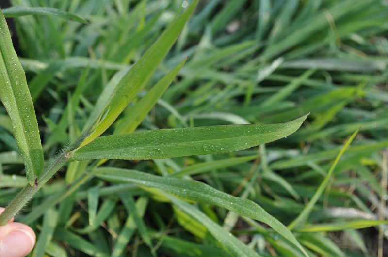 A close-up of smooth crabgrass blades held between a person's fingers, showing the narrow, elongated leaves with fine hairs along the edges and small water droplets on the surface, with a blurred mass of crabgrass visible in the background.