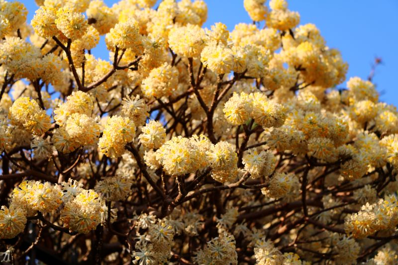 Clusters of pale yellow Edgeworthia chrysantha blooms covering a shrub under a bright blue sky.