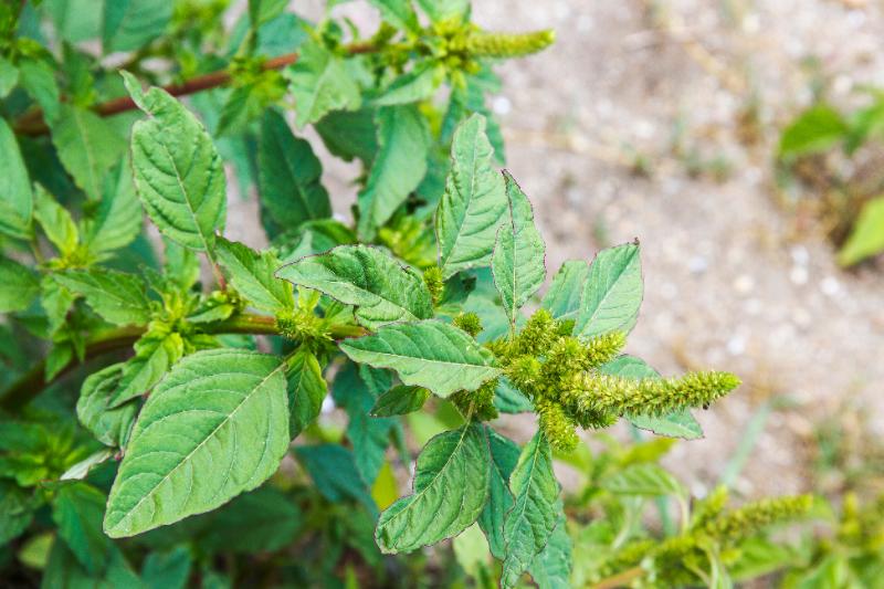A close-up of redroot pigweed (Amaranthus retroflexus) showing broad dark green leaves with reddish-tinged edges and spiky green flower spikes emerging from the stem axils, growing on a gravel and dirt background.