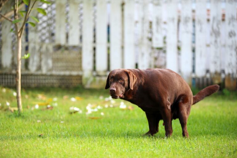 A chocolate Labrador retriever defecating on a green lawn in a backyard, with a weathered white fence and a small tree in the background.