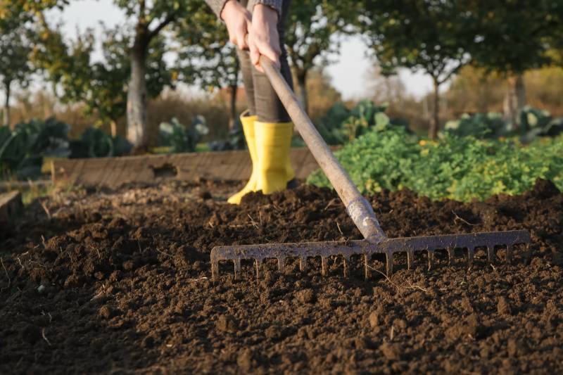 A low-angle close-up of a woman in yellow rubber boots raking and leveling dark, freshly tilled soil in a garden bed, using a landscape rake.