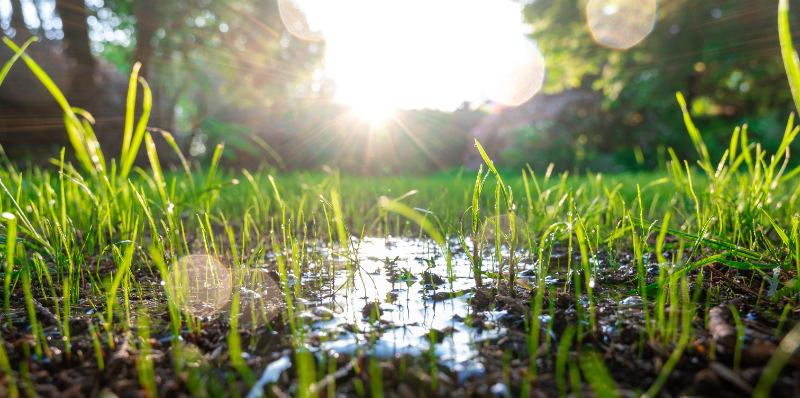 A ground-level view of young grass seedlings sprouting from dark, waterlogged soil with standing water pooled between the blades, backlit by bright sunlight with lens flare and a blurred green tree canopy in the background.