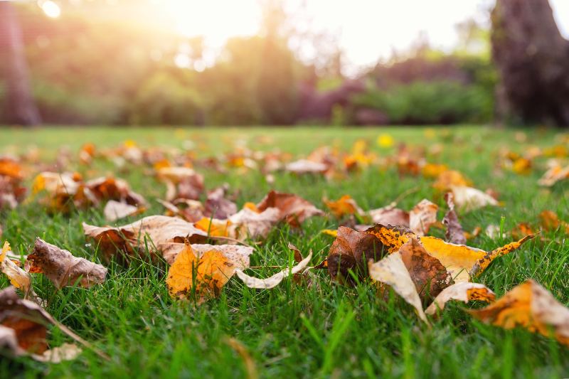 A ground-level view of yellow, orange, and brown fallen oak and maple leaves scattered across a lush green lawn, with soft sunlight glowing through blurred trees in the background on an early autumn day.