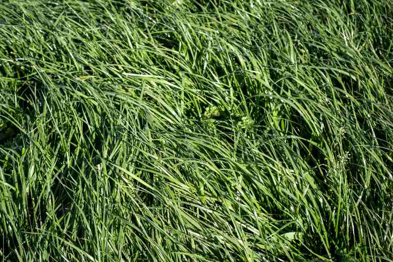 A dense patch of tall fescue grass with long, wide blades bending and overlapping in the sunlight, showing the lush, coarse texture characteristic of this perennial grass variety.