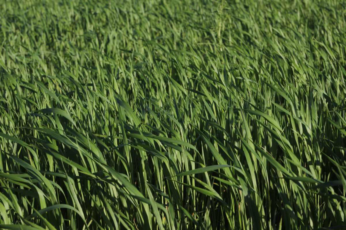 Tall Fescue Lawn Maintenance Guide A dense patch of tall fescue grass with long, wide blades bending and overlapping in the sunlight, showing the lush, coarse texture characteristic of this perennial grass variety.