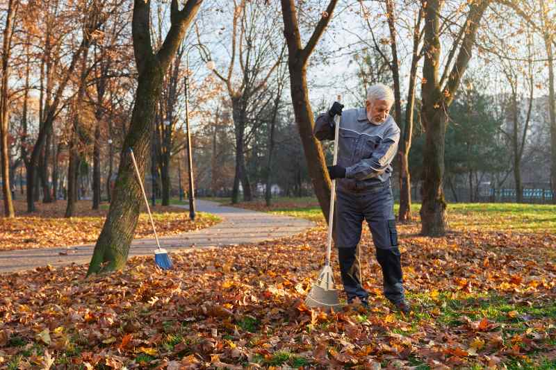 A focused senior man with a gray beard in a blue work uniform rakes a thick carpet of orange and yellow fallen leaves in a sunny autumn park, with tall trees, a pathway, and a second rake visible in the background.