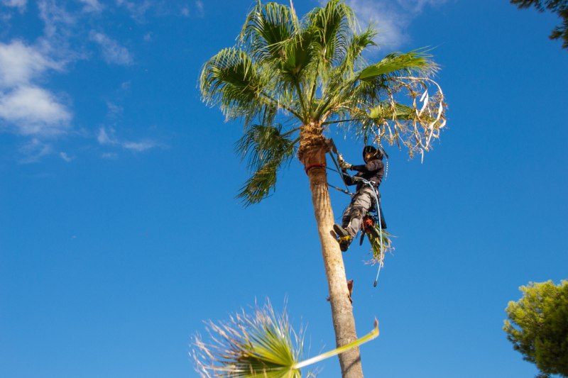 A tree trimmer in full safety harness and helmet scales a tall palm tree against a bright blue sky, using climbing ropes and equipment to prune dead fronds and brown leaves from high up in the canopy.