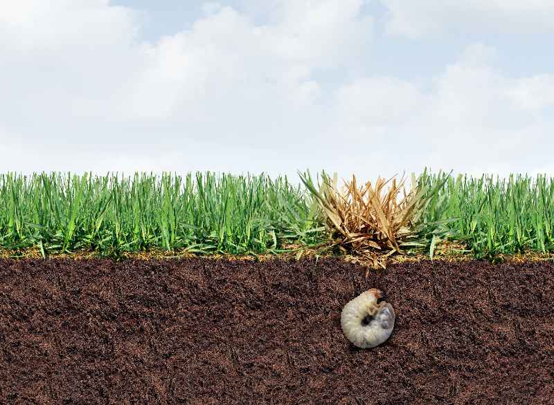 A cross-section illustration of a lawn showing a white grub curled in the soil beneath a patch of dead, brown grass surrounded by otherwise healthy green turf, demonstrating how lawn grubs damage grass from the roots up.