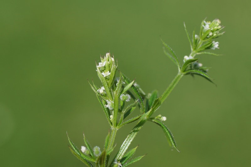A close-up of cleavers (Galium aparine) in bloom, showing slender whorled leaves covered in tiny hooked hairs and clusters of small white flowers against a soft green blurred background.