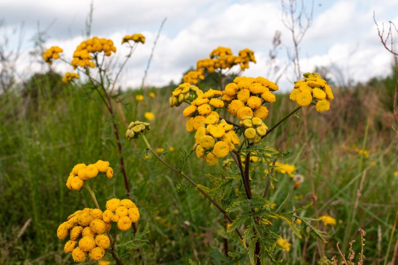 Multiple common tansy plants (Tanacetum vulgare) in full bloom, displaying clusters of bright yellow button-like flowers on tall reddish-brown stems with deeply serrated dark green leaves, growing wild in a meadow under a partly cloudy sky.