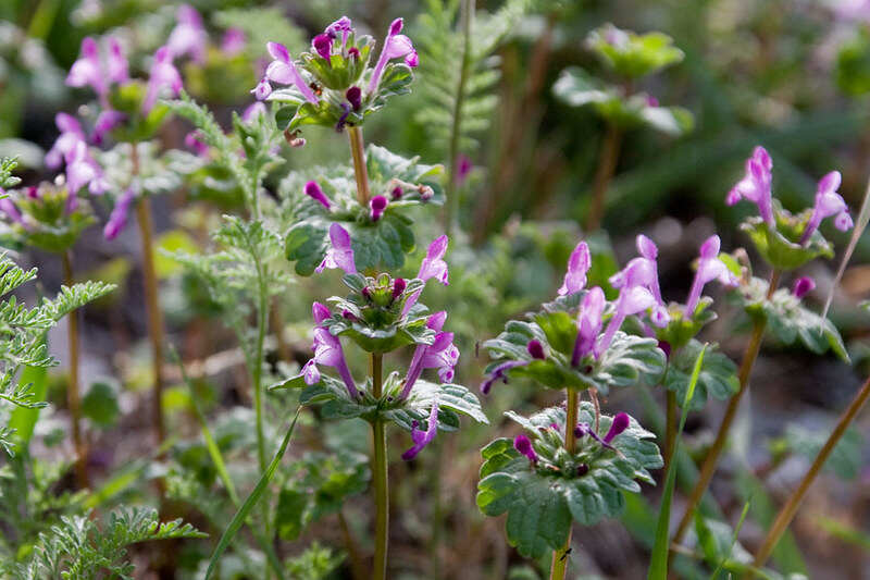 Henbit (Lamium amplexicaule) with small purple flowers growing among green leaves.