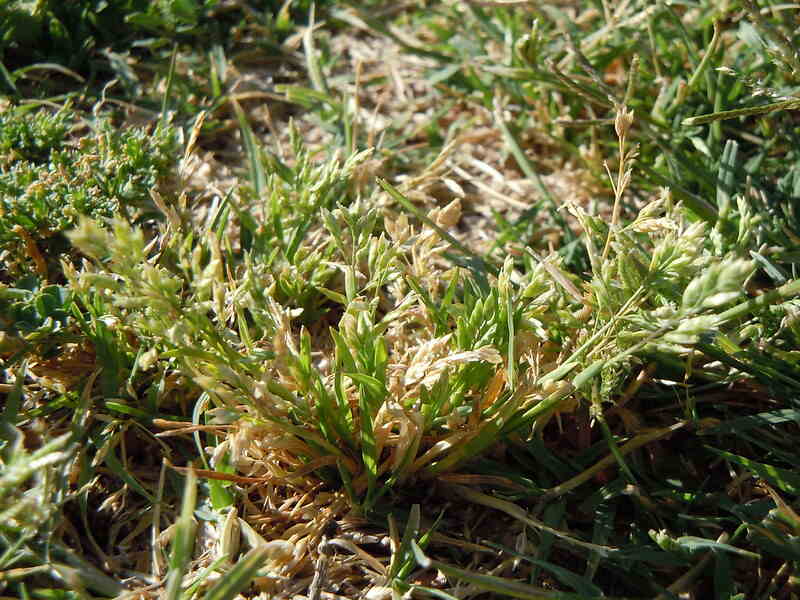 Close-up of dry, patchy grass with a mix of green and browning weedy growth in a lawn.