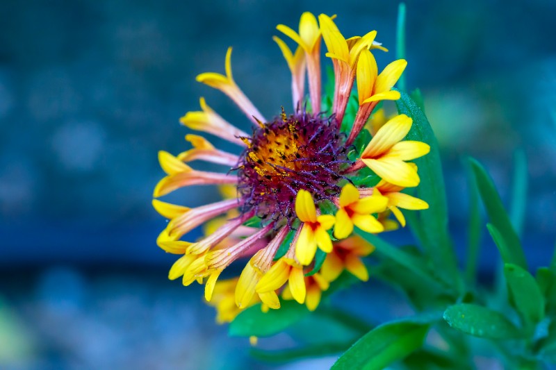 Complex Gaillardia aestivalis Flower