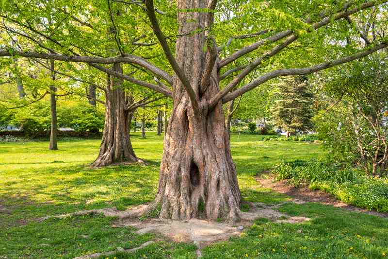 A large, gnarly dawn redwood tree with a deeply textured trunk featuring a prominent hollow cavity stands in the foreground of a lush green park, with wide-spreading branches overhead and additional mature trees and manicured lawn visible in the background.