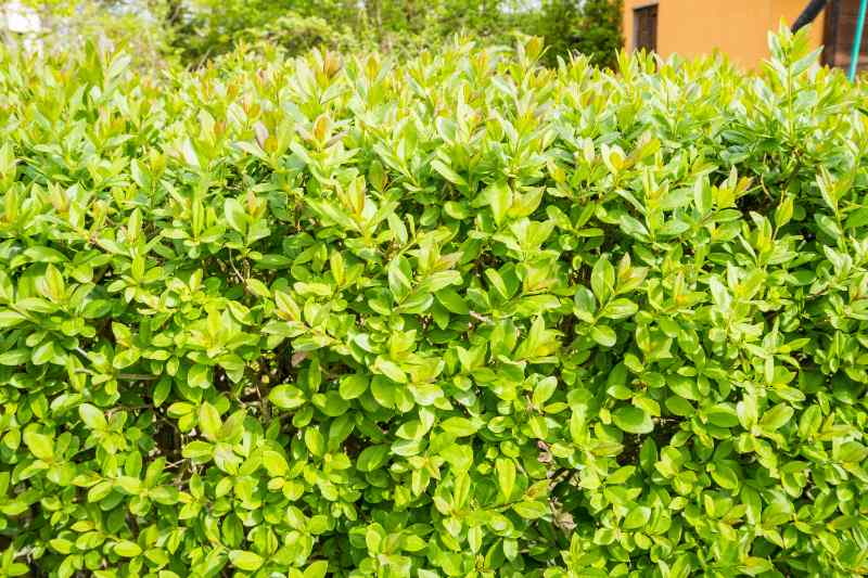 A dense, neatly trimmed Korean boxwood hedge covered in bright green and yellow-green oval leaves fills the frame in full sun, with blurred trees and an orange building visible in the background.