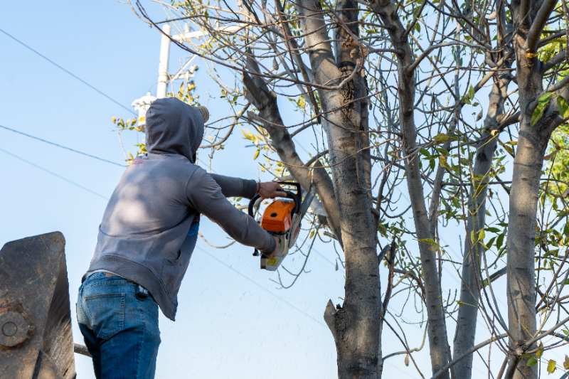 A man in a gray hoodie and jeans stands elevated on equipment while using an orange chainsaw to cut branches from a tall bare tree against a clear blue sky, with utility lines and a power pole visible in the background.