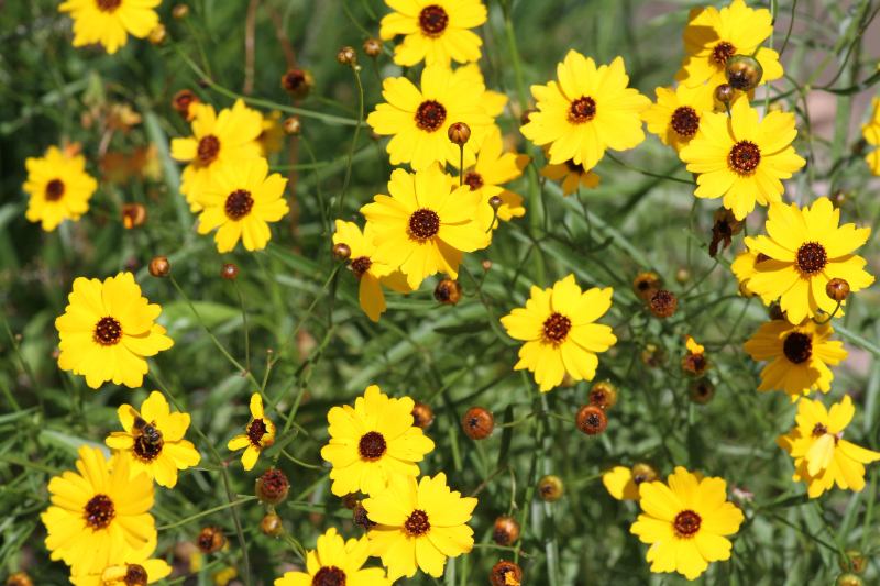 Leavenworth Tickseed