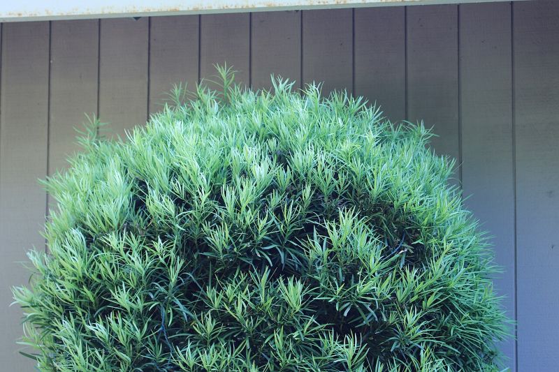 A rounded Podocarpus macrophyllus shrub with dense, narrow green leaves growing against a paneled wall.