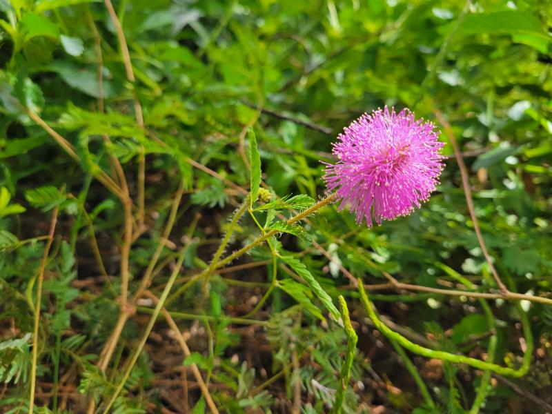 Powederpuff Mimosa