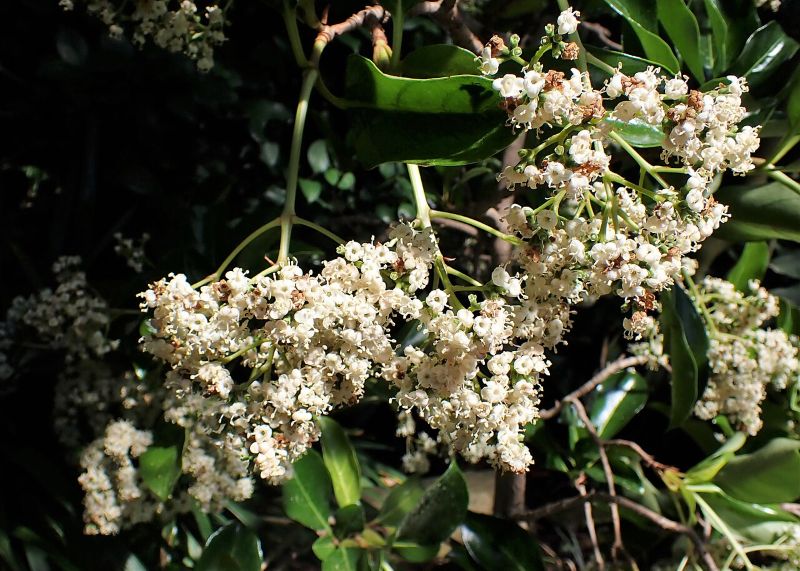 Clusters of small white Viburnum odoratissimum flowers blooming among dark green glossy leaves.
