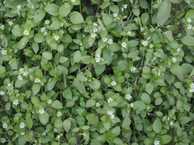 Dense patch of chickweed (Stellaria media) with small white star-shaped flowers among green leaves.