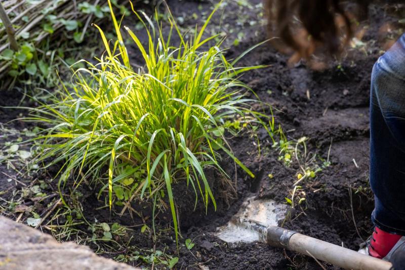 Gardener using a spade to dig up and divide ornamental grass in a garden bed.