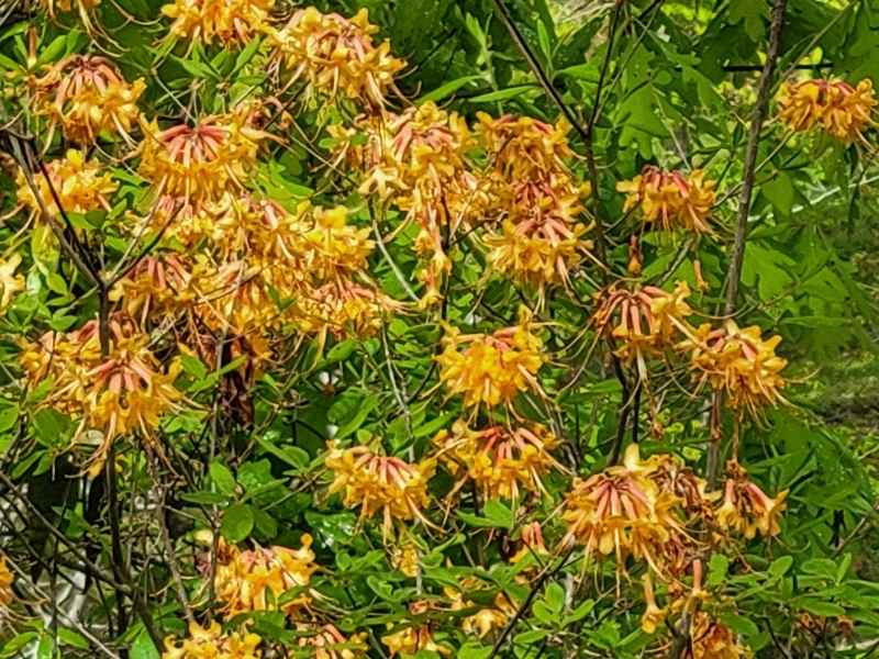 Florida flame azalea