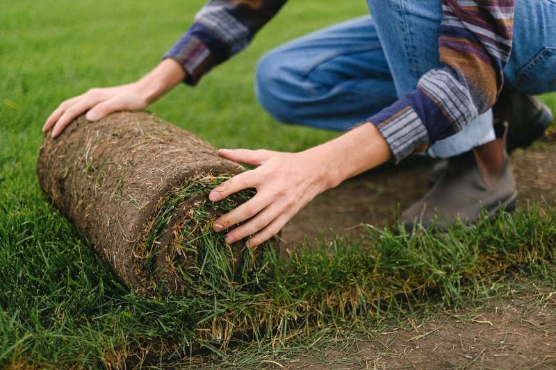 A person kneeling and unrolling a roll of sod grass onto the ground.