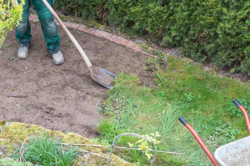 A gardener uses a shovel to remove old grass sward, clearing soil for lawn renovation near a garden hedge.