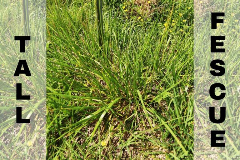 A close-up overhead view of a tall fescue clump growing in a field, showing the grass's wide, coarse blades radiating outward from a dense central base, surrounded by small yellow wildflowers and other grasses.