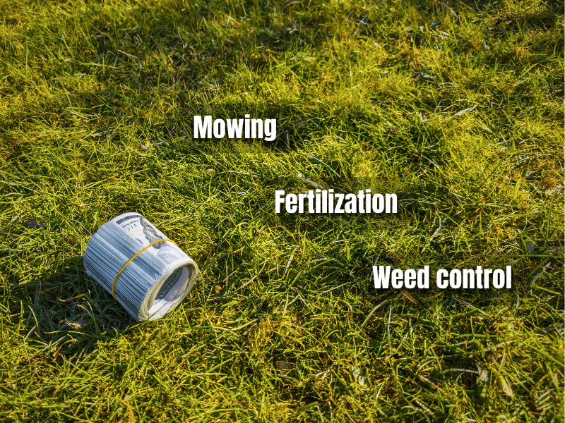 A rolled bundle of US dollar bills secured with a rubber band lies on a patch of green grass.