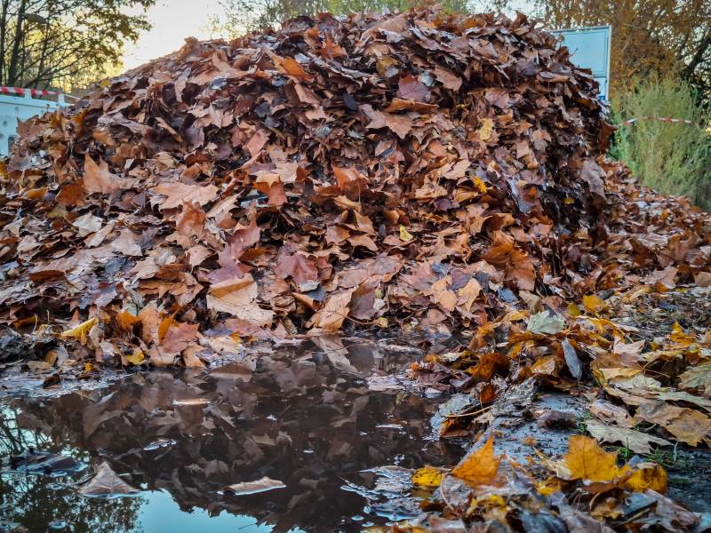 A large pile of wet brown and orange autumn leaves rises beside a rain puddle that reflects the leaves, with bare and yellowing trees in the background.